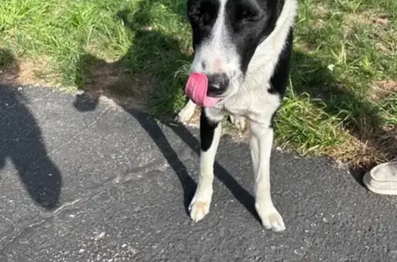 Found dog Columbia Heights, photo: Friendly Black & White Dog Found!