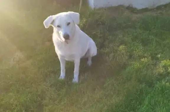 Chien perdu , photo : Chienne perdue Montrigaud, Berger/Labrador