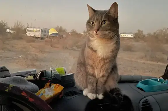 Lost Tabby Cali: Gray, Striped & Shy