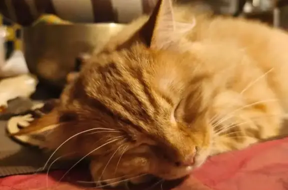 Animaux perdus Châteauneuf-du-Faou, photo: Chat perdu à Châteauneuf-du-Faou