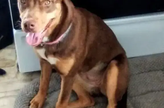 Missing Friendly Dog in Oneida, TN