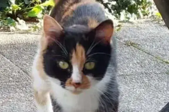 Animaux trouvés Gilly-sur-Isère, photo: Chat tricolore trouvé à Gilly-sur-Isère