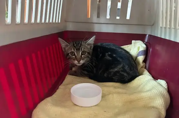 Jeune chat tigré trouvé à Villeneuve-Loubet - photo