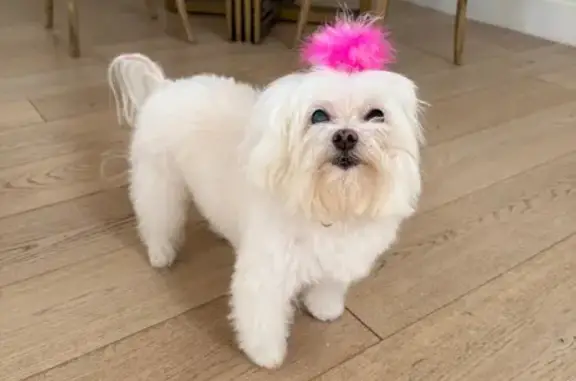 Lost: 16-Year-Old Maltese Mix, Paradise Valley
