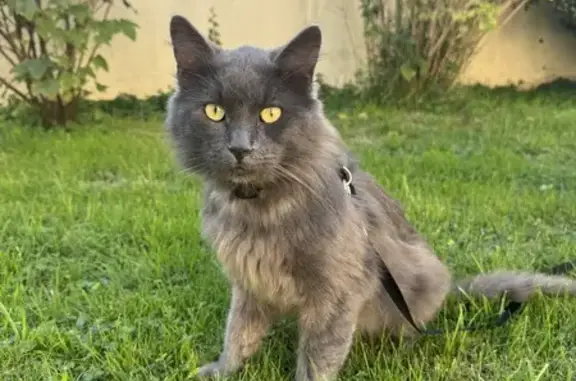 Chat gris perdu, type sibérien, câlin. - photo