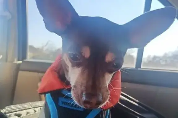 Lost Brown & White Chihuahua in Fort Worth