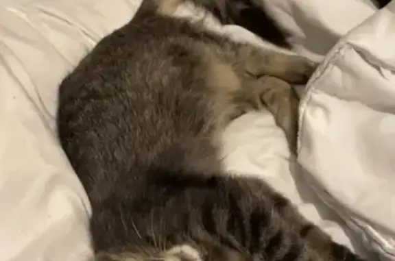 Chat trouvé Soyaux, photo: Chaton femelle trouvée à Soyaux