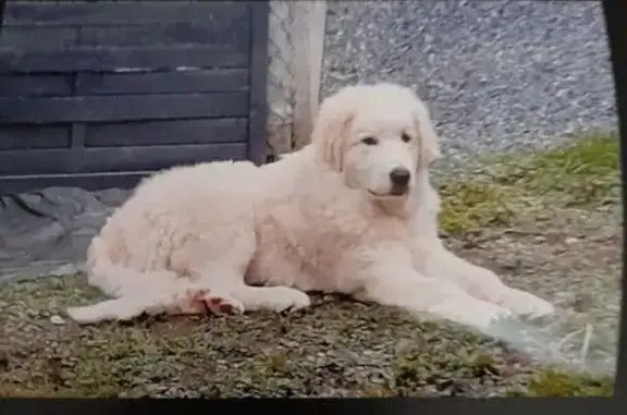 Chien perdu: Berger Pyrénées blanc jeune - photo