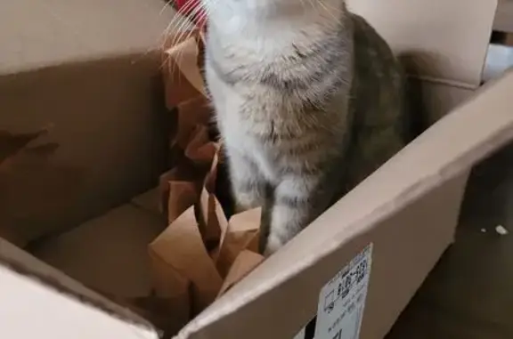 Lost Gray Cat: Unique Ears in Andover