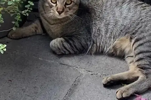 ¡Ayuda a Encontrar a Tigo, Gato Perdido!