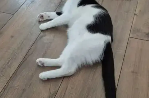 Chat perdu, noir/blanc, collier bleu, Pfuhl - photo