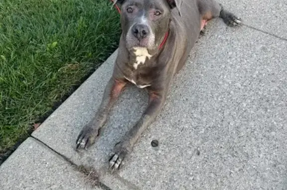 Found dog Columbus, photo: Sweet Gray Dog Found on Spangler Rd, Columbus
