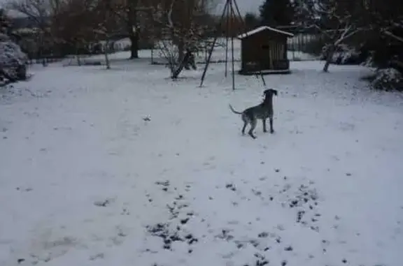 Braque mâle perdu à Montréjeau - photo