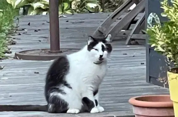 Chat trouvé , photo: Chat noir et blanc trouvé à Hasnon