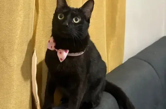 Gatos perdidos, Los Mochis, foto: Gato Negro Perdido: Ojitos Amarillos