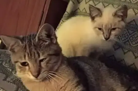 Se busca: Gato siamés blanco perdido
