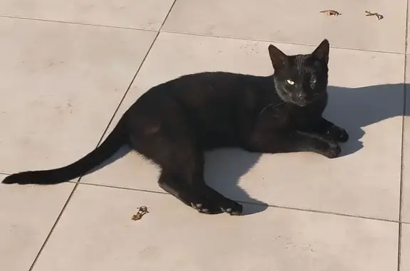 Animaux trouvés , photo: Chat trouvé à Liposthey, route d'Ychoux