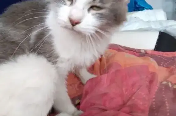 Chatte câline trouvée à Reims - photo
