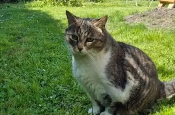 Chat perdu à Yvrac, castré et pucé - photo