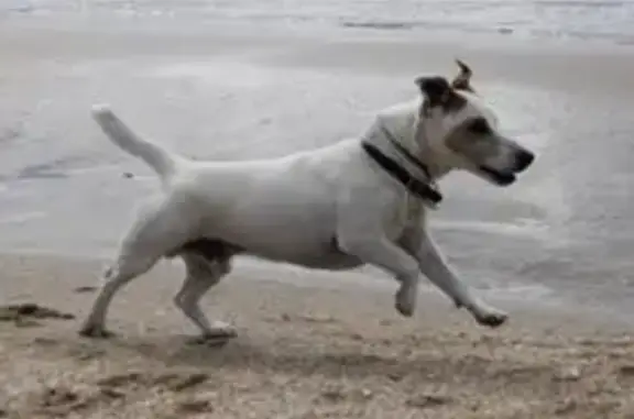 Chien Jack Russel âgé perdu à Loriol - photo