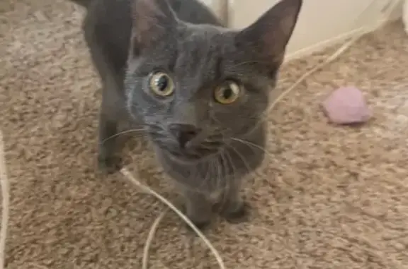 Found pets Chicago, photo: Friendly Young Cat Found on Homan Ave