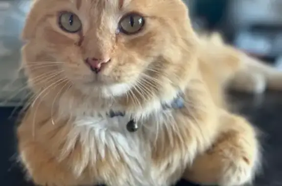 Lost Fluffy Cat: Blonde/Red, N. Las Vegas