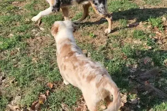 Chien perdu , photo : Deux chiennes Berger Australien perdues