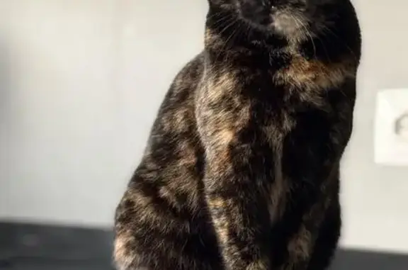 Animaux perdus , photo: Chatte écaille 4 ans perdue à Doucy
