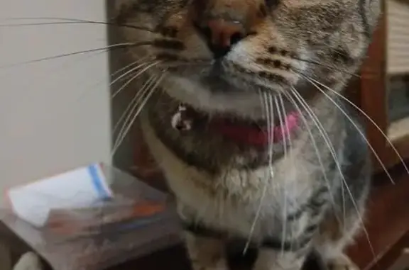 Lost Greenish Tabby: Reward Offered!