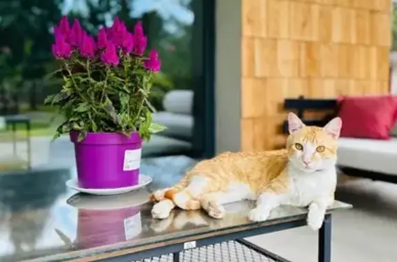 Búsqueda de mascotas, foto: ¡Recompensa Generosa por Gatito Garfield!