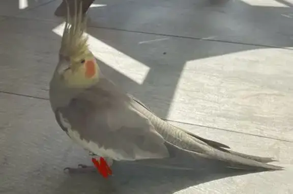 Found Cockatiel in Coral Way,...