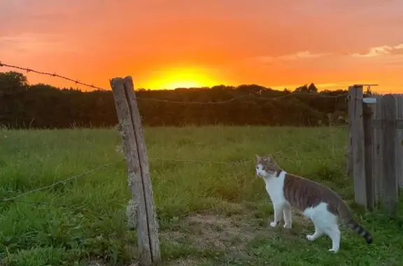 Animaux trouvés Limoges, photo: Chat perdu à Limoges, Chemin des Coussades