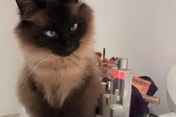 Gatos perdidos, Mataro, foto: ¡Ayuda! Gato siamés perdido en Rocafonda