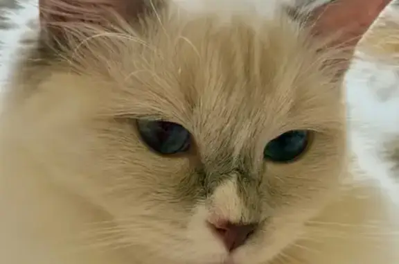 Lost and found pets Australia, photo: Lost Ragdoll Cat: White with Lilac Points