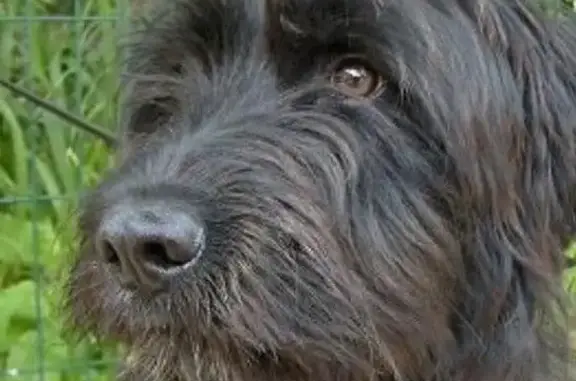 Chien perdu Ceyreste, photo : Chien noir perdu, tache blanche, Ceyreste