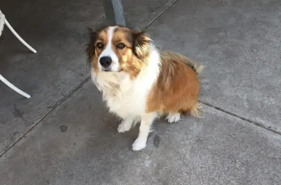 Missing dog , photo: Lost Border Collie in Williamstown