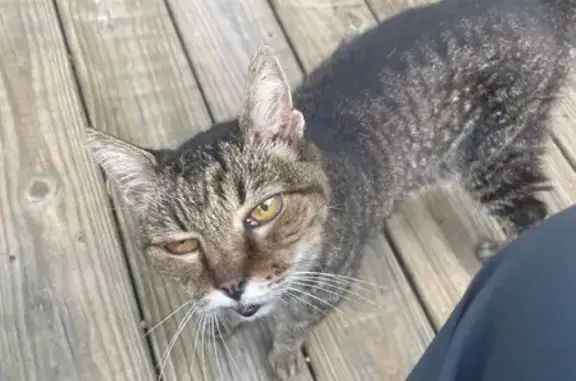 Deaf Gray/Black Cat Found on R...