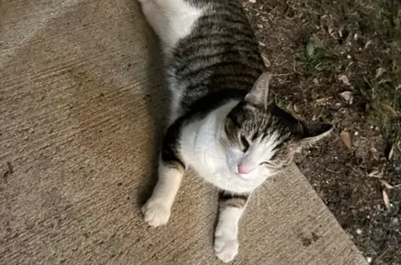 Found cat Irving, photo: Found: Small White & Tabby Cat in Irving