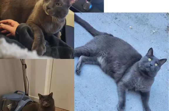 Chat gris perdu, 8 kg, Rue Berthelot - photo