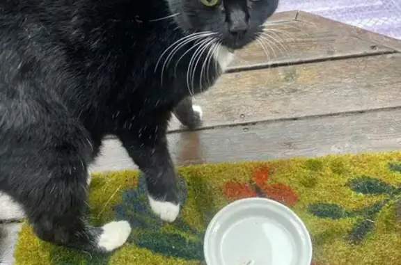 Found: Black Cat with White Bi...
