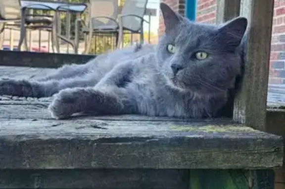 Lost Grey Cat: Sweet & Shaggy, Eastpointe