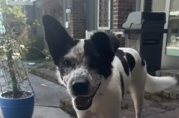 Lost Dog: White & Black, Floppy Ear, Skittish