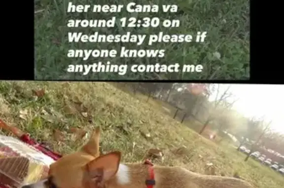 Lost Shaky & Shy Dog - Help Bring Her Home