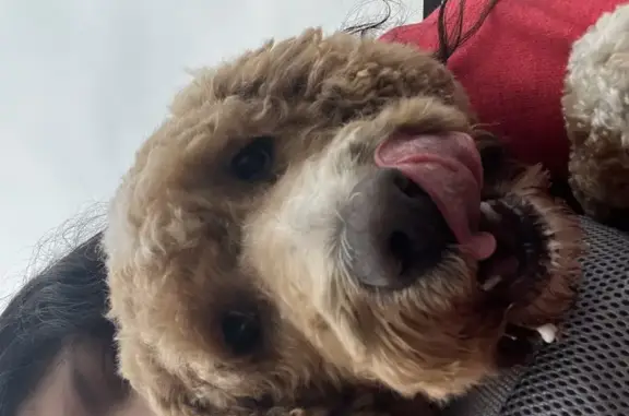 Lost Dog: Sweet, Spotted Pup in Hammond