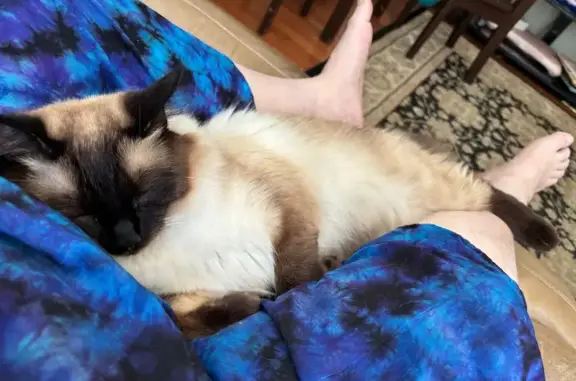 Lost Cat: Cream Body, Black Face & Tail