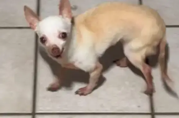 Lost: Bella, Blind 22-Year-Old Dog