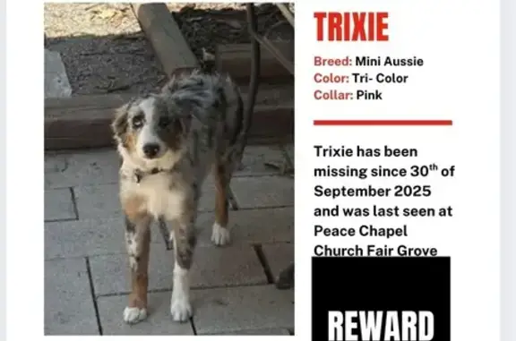 Tri-Color Dog Lost: Pink Collar, Fair Grove