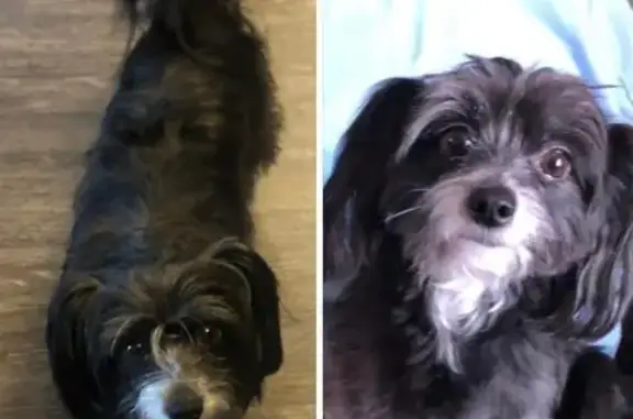 Lost Black Shih Tzu/Chihuahua in Phoenix