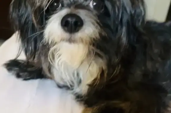 Lost Shih Tzu/Chihuahua Mix in Phoenix