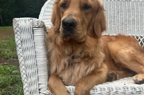 Lost: Tucker & Boone on Pin Oak Drive